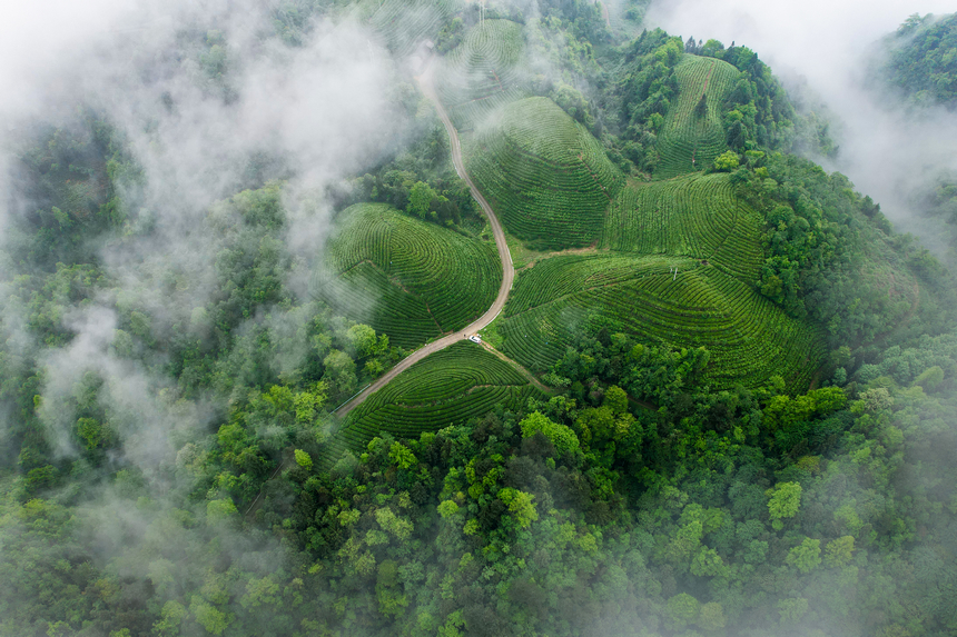 湄潭縣生態(tài)茶干凈茶。 黃俊攝