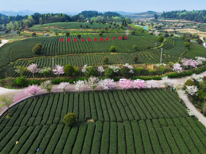 湄潭縣生態(tài)茶干凈茶。 黃俊攝