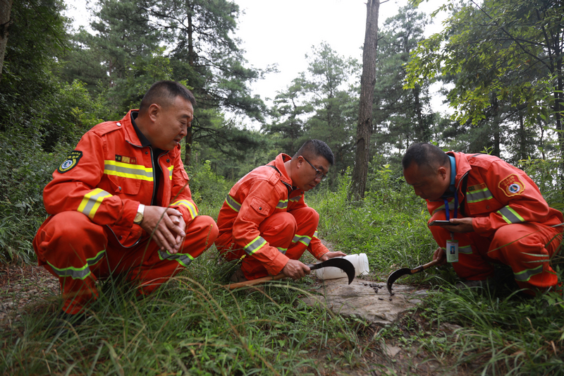 王濤（中）和同事們日常進行松褐天牛監測工作。