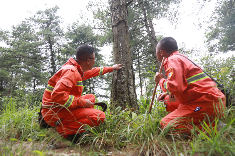 護林員正在檢查樹木病蟲害防治情況。