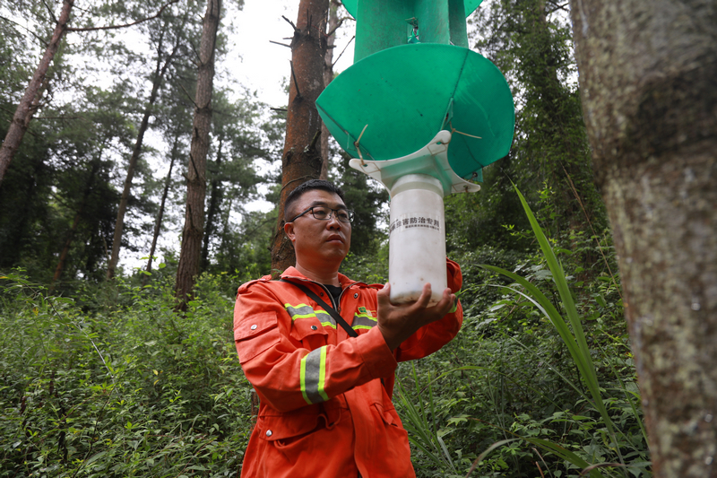 王濤正在進行松褐天牛監測工作。