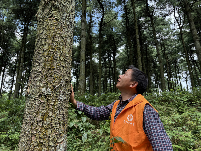 護林員李書國查看林木長勢情況。