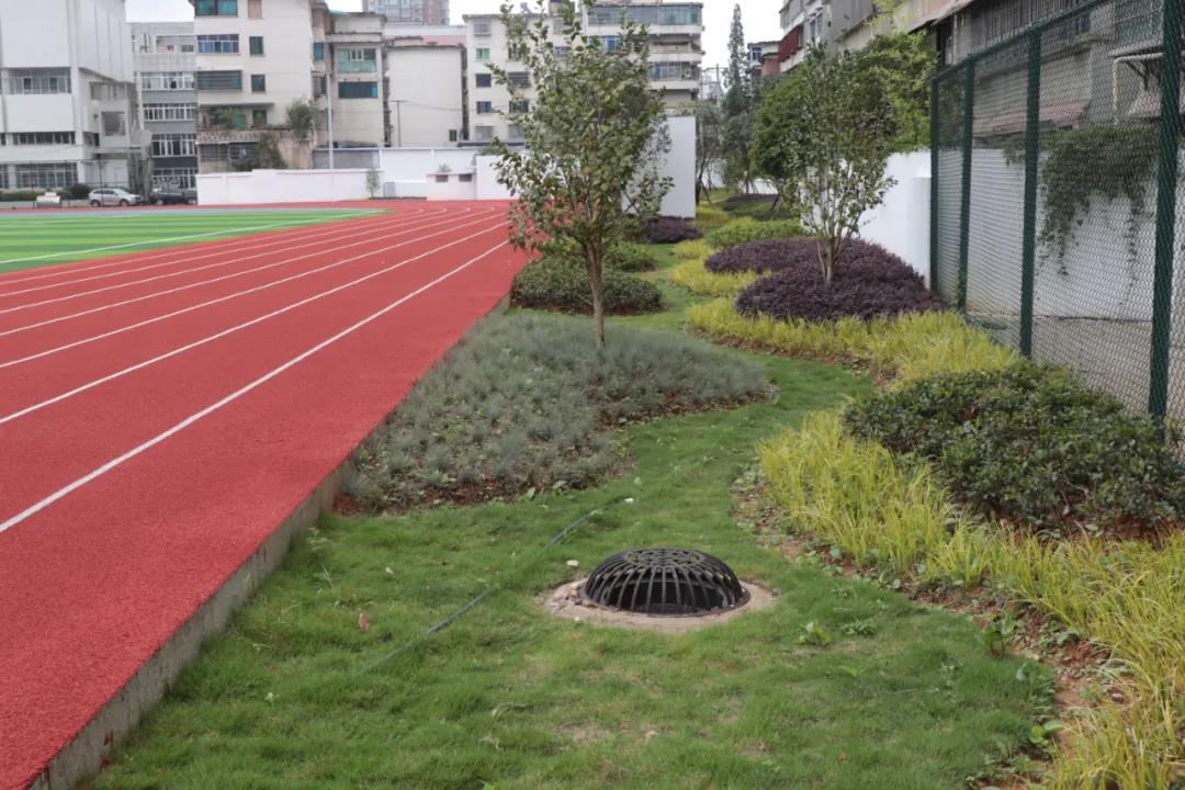 圖為東體育場雨水花園。