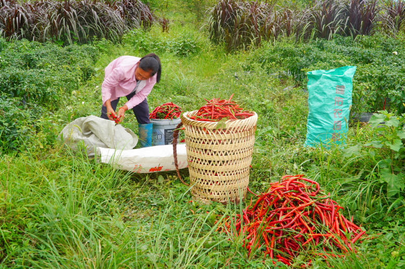 采摘處理辣椒。