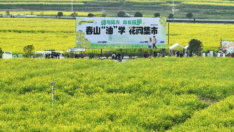 航拍旺草花田。胡黎曦 攝