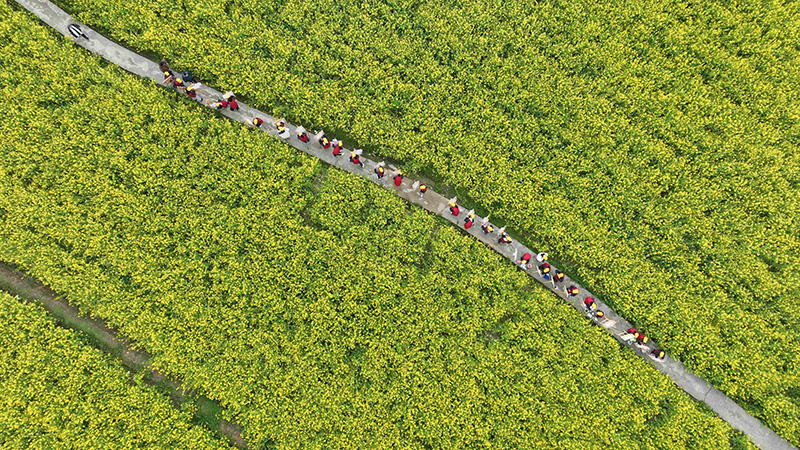 航拍旺草花田。胡黎曦 攝