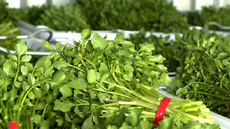 \西洋菜的采摘要求很高,桿是紅色的、太小的都不能采,要采綠色的、葉子好的,綁好之后要頭齊尾齊,有黃葉子或者有蟲(chóng)洞的都要把它打掉,品質(zhì)是很好的。