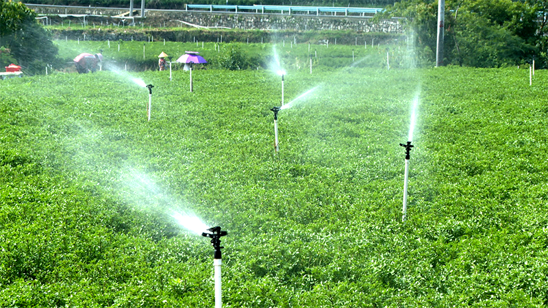 在噴灌灑下的水霧中,基地里翠綠鮮嫩的菜葉在陽(yáng)光下泛著光澤。