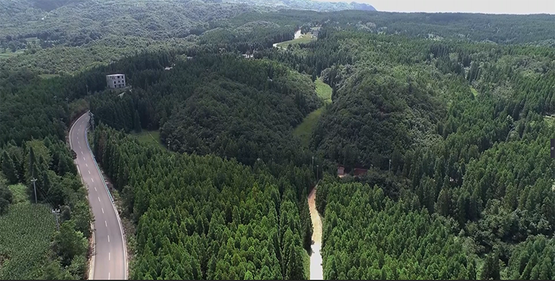 李興巧守護的林區。楊竣淇攝