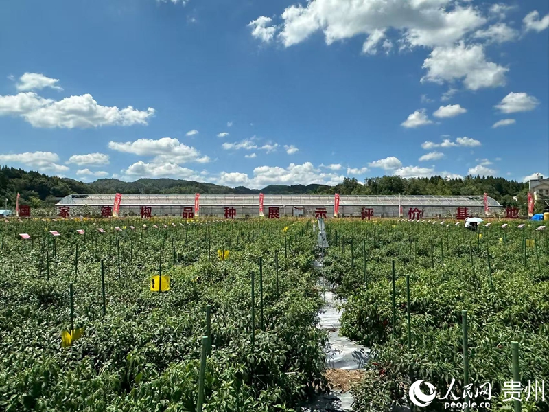 辣椒種植基地。人民網 陽茜攝
