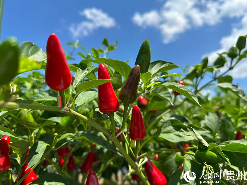 辣椒種植基地。人民網 陽茜攝