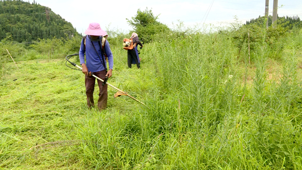 圖為村民正在除草養護金刺梨。