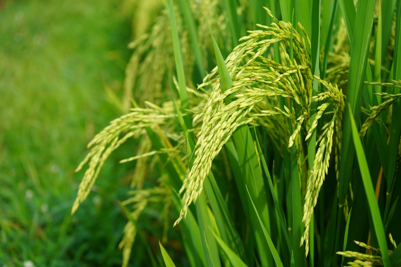 正待成熟的水稻.jpg