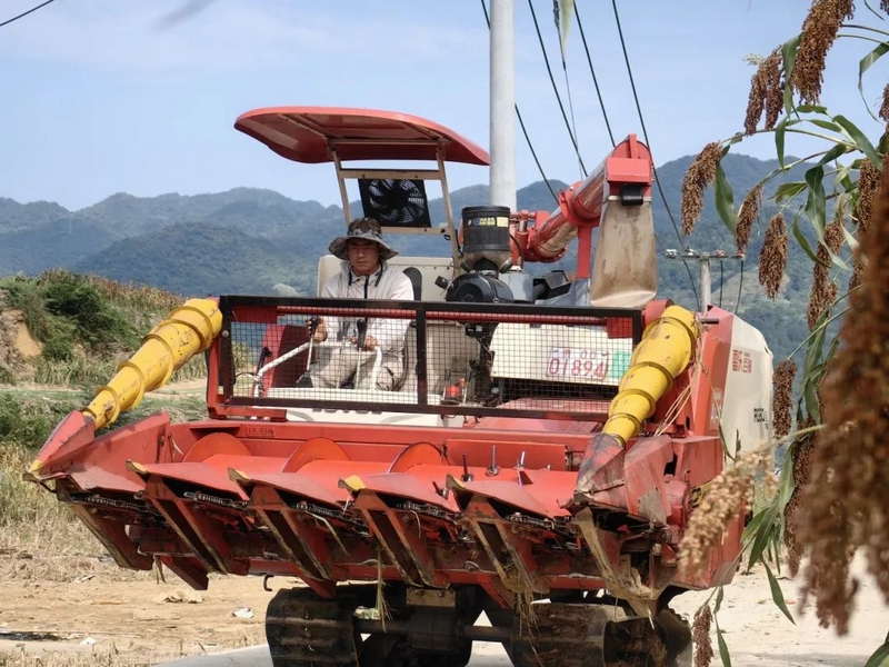 高粱產業搭上現代化快車。