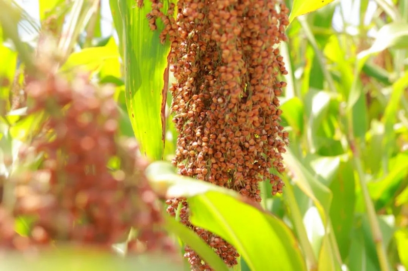 紅彤彤的豐收。