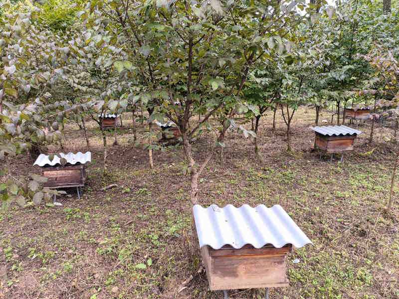 林下養殖蜜蜂。李云攝