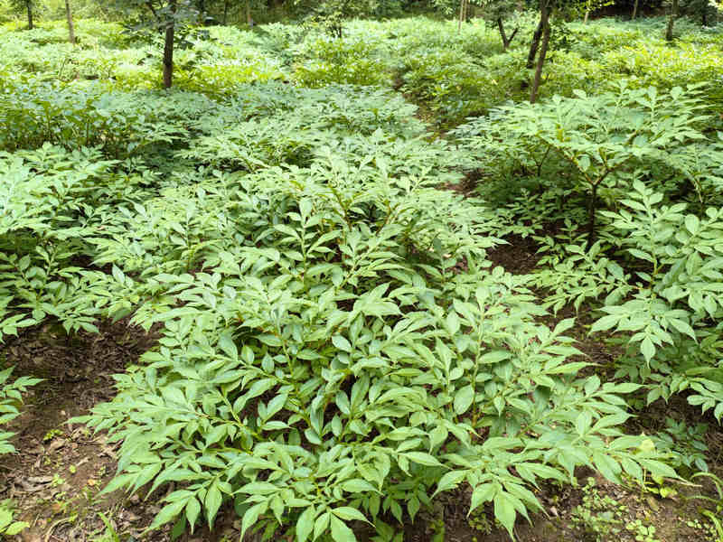 省國有扎佐林場六屯分場大面積發展林下種養殖。李云攝