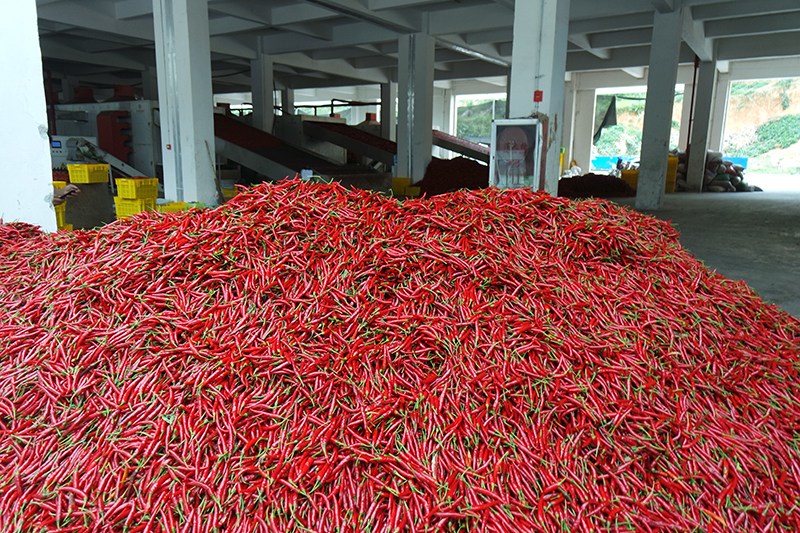 辣椒紅似火,產業勢如虹。