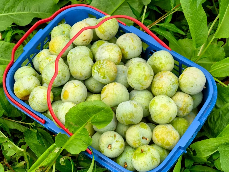 色澤誘人的青脆李。楊洋 攝.jpg