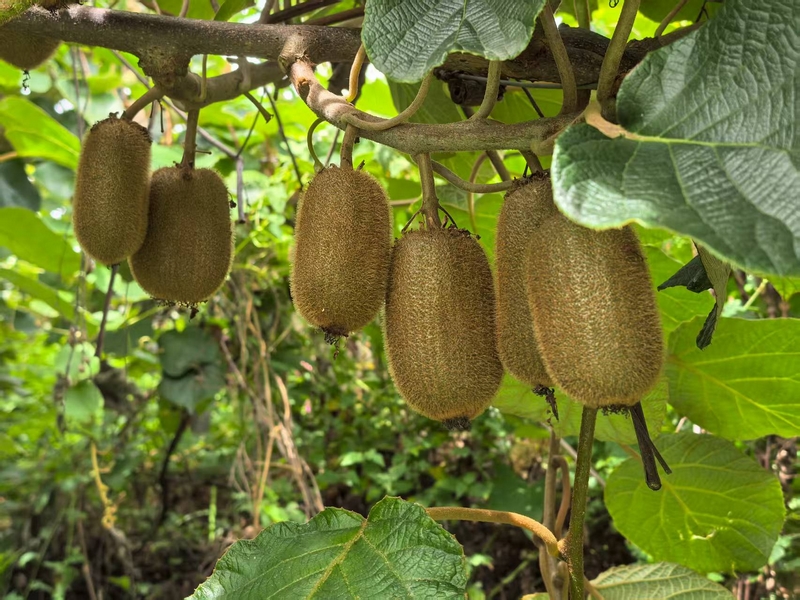 果園里種植的獼猴桃。楊洋 攝.jpg