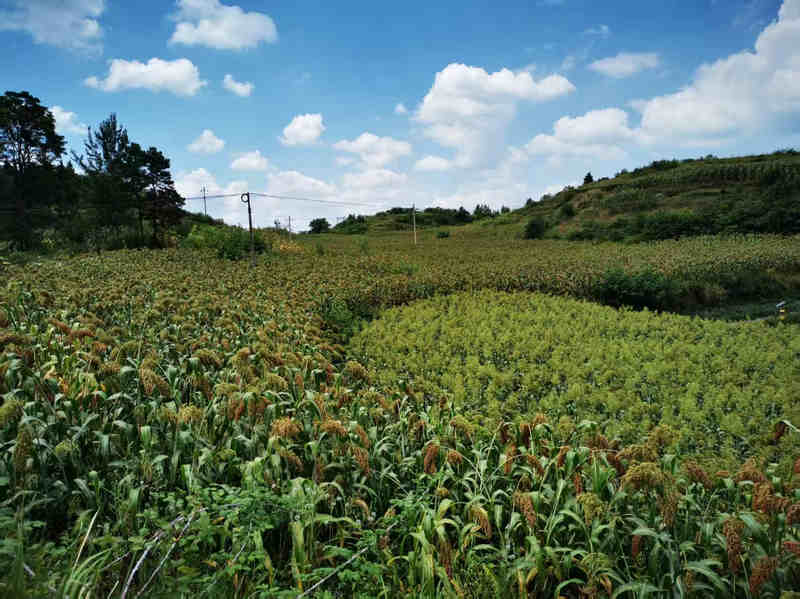 長勢良好的高粱。