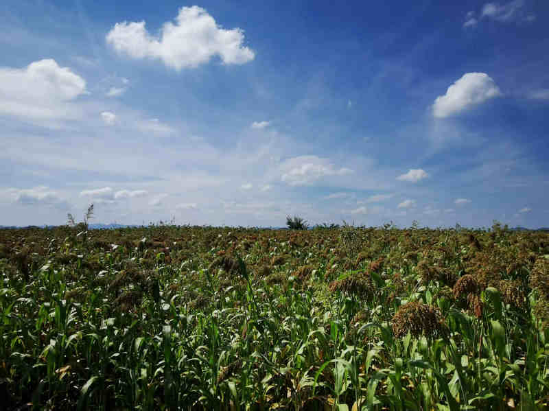 長勢良好的高粱。