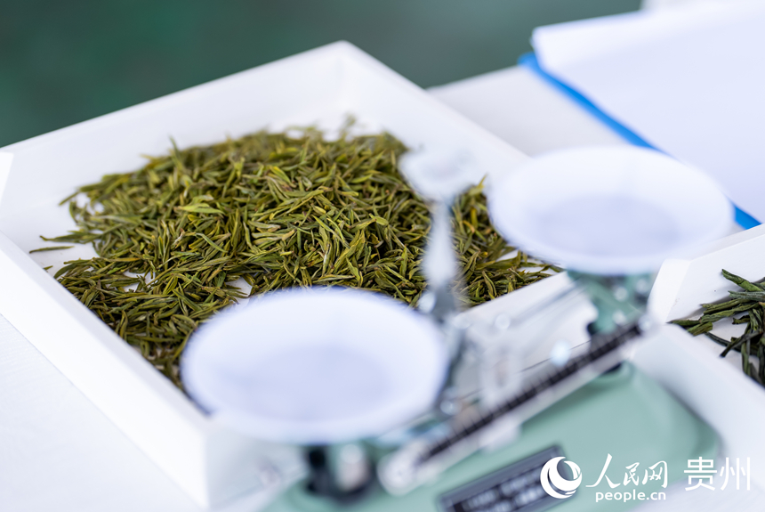 評茶師比賽所用的茶。人民網記者 涂敏攝