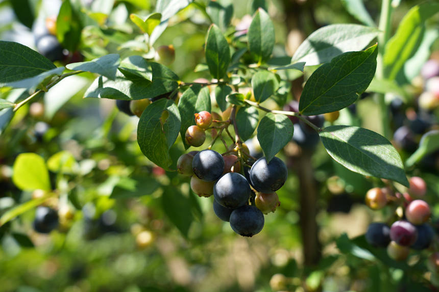 顆粒飽滿的藍莓。