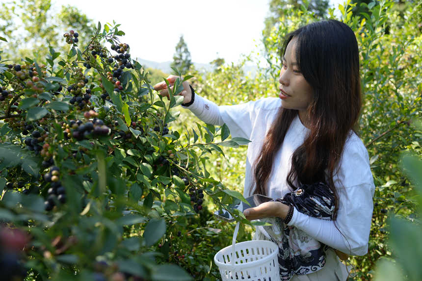 顆粒飽滿的藍莓。