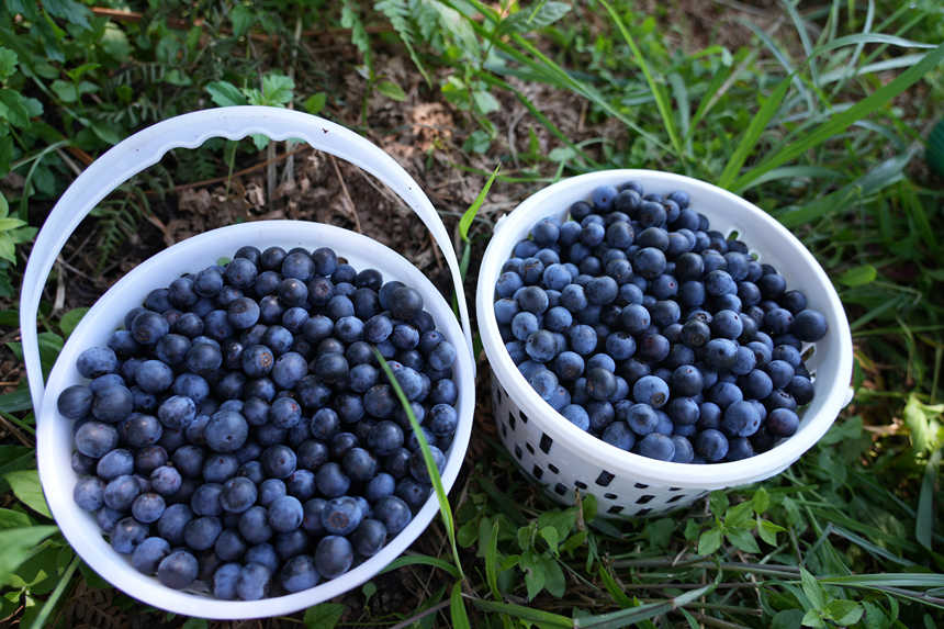 顆粒飽滿的藍莓。