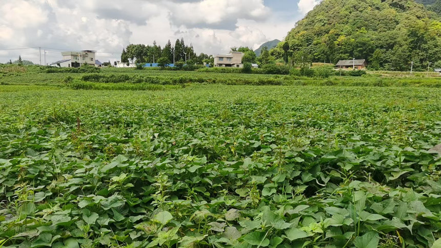 岑忙村高淀粉紅薯。