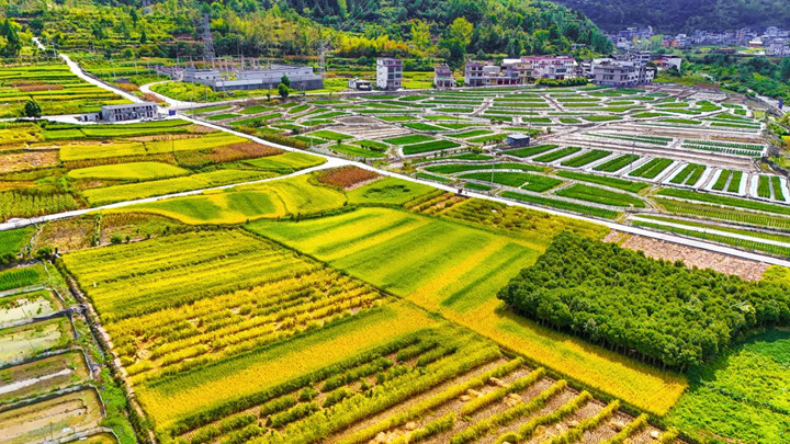 制種早稻豐收忙。