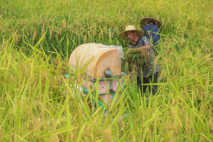 制種早稻豐收忙。