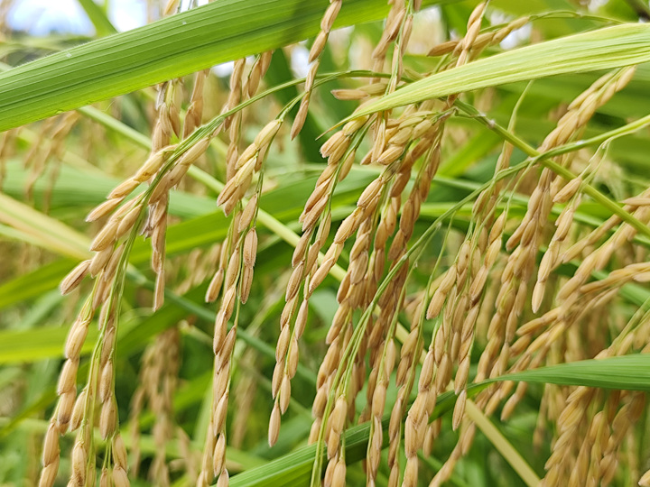 制種早稻豐收忙。