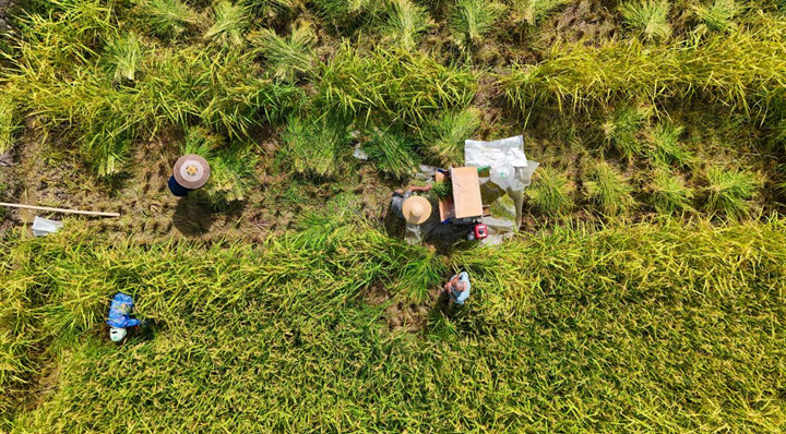 制種早稻豐收忙。