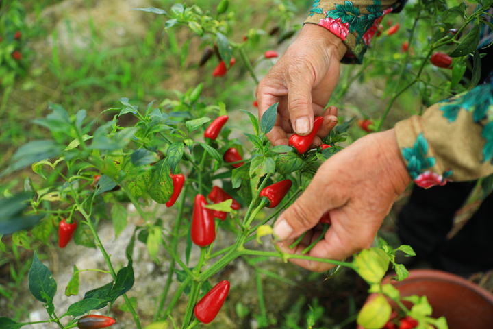 劍河縣磻溪鎮盤樂村的辣椒種植示范基地的辣椒。