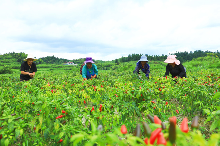 在劍河縣磻溪鎮盤樂村的辣椒種植示范基地，工人在采摘辣椒。