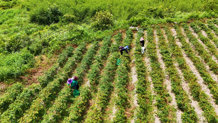 在劍河縣磻溪鎮盤樂村的辣椒種植示范基地，工人在采摘辣椒。