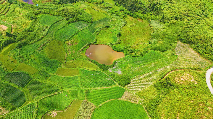 劍河縣磻溪鎮盤樂村的辣椒種植示范基地。