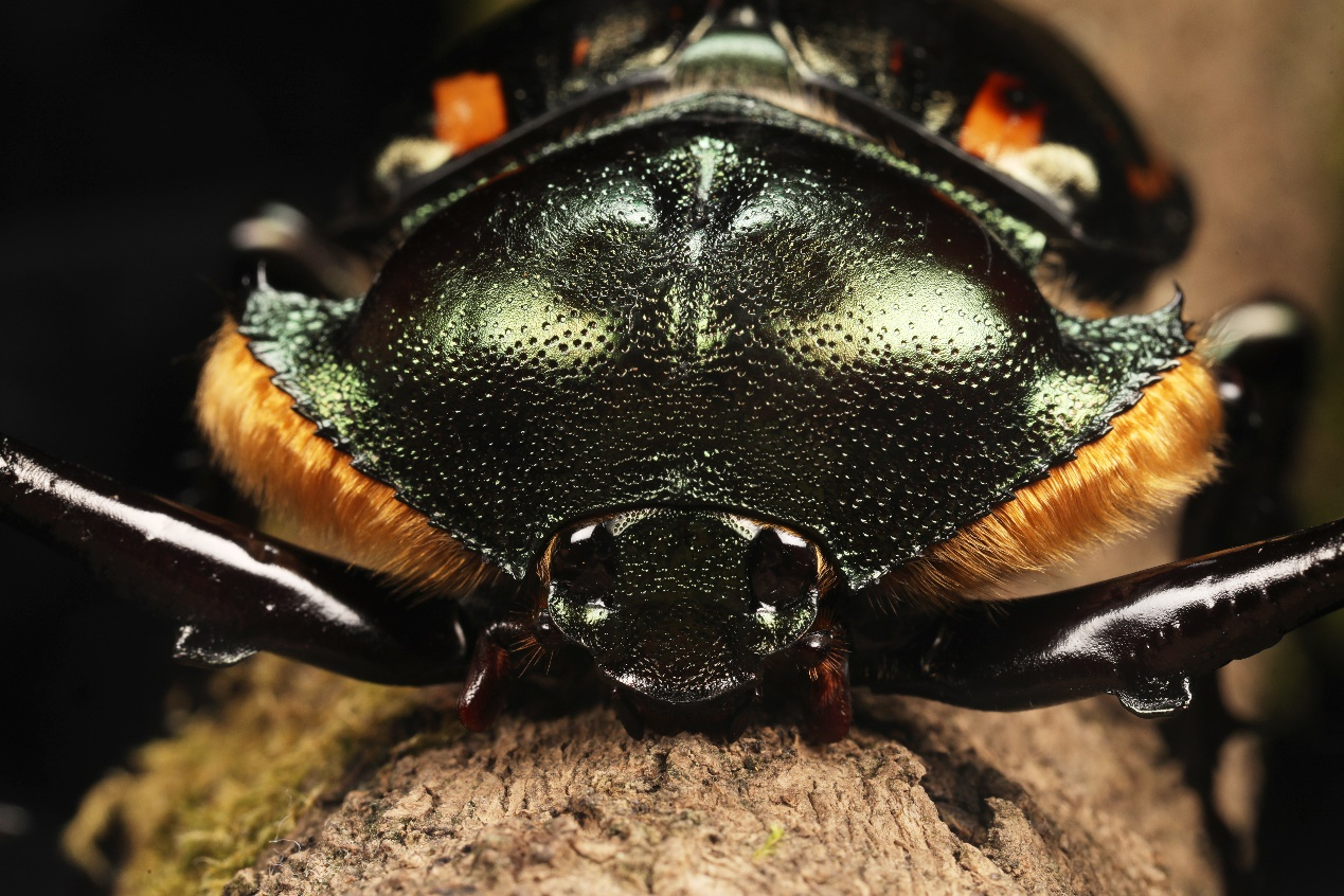 在佛頂山國家級自然保護區發現的陽彩臂金龜雄蟲。姜日新攝