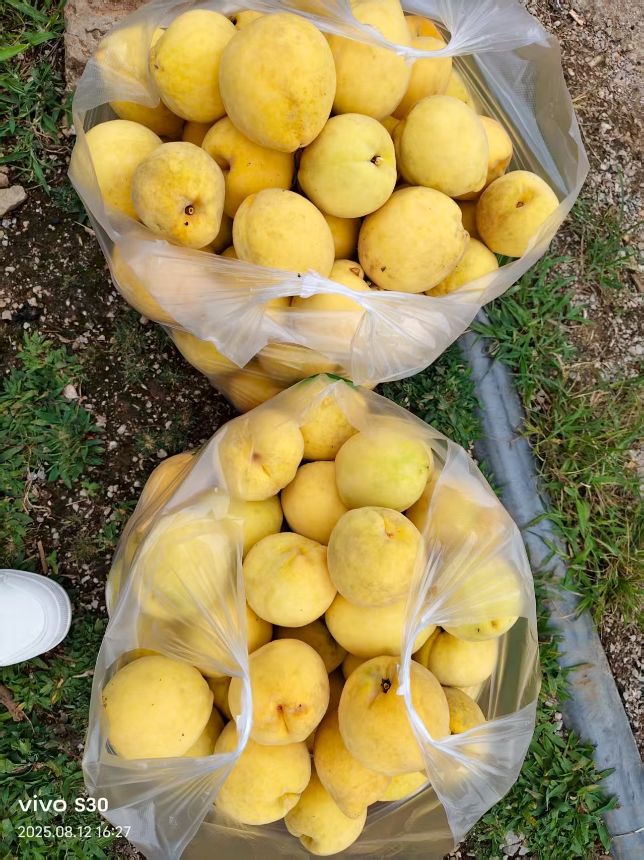 圖為成熟的黃桃。