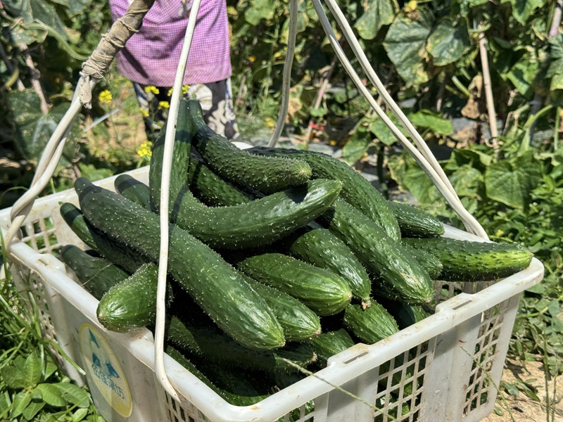 貴州平壩白云鎮:林下村黃瓜豐產俏銷大灣區 (5)