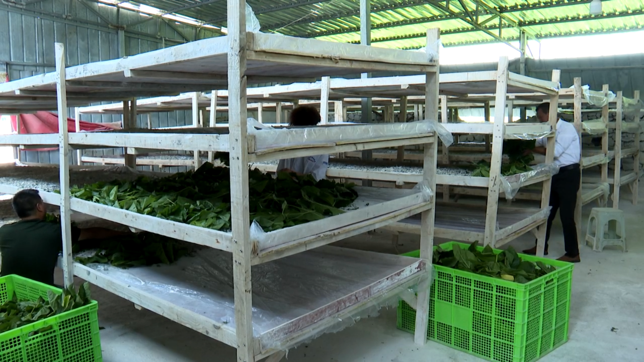 1 圖為黃正文的桑蠶養殖場。