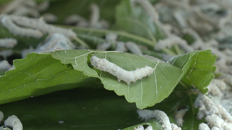 2 圖為清晨時分,剛從田間采摘的新鮮桑葉,成為喚醒蠶寶寶的信號。