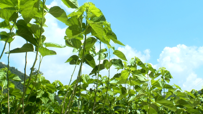 3 圖為長勢良好的桑葉