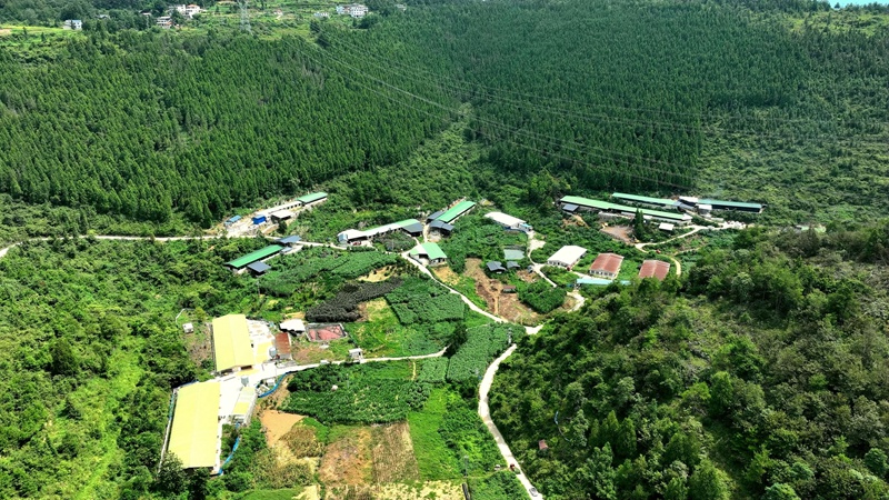 楊柳社區肉牛養殖區。