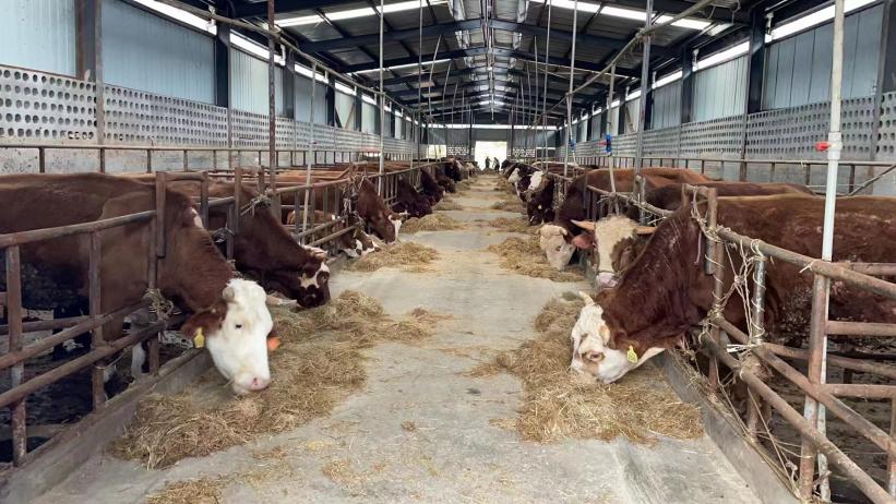 企業(yè)牛舍一隅。工行貴陽分紅供圖