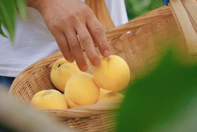 梨樹鎮新寨社區的黃桃種植基地里, 一顆顆碩大的黃桃掛滿枝頭 很是喜人 周禹杉 攝.jpg