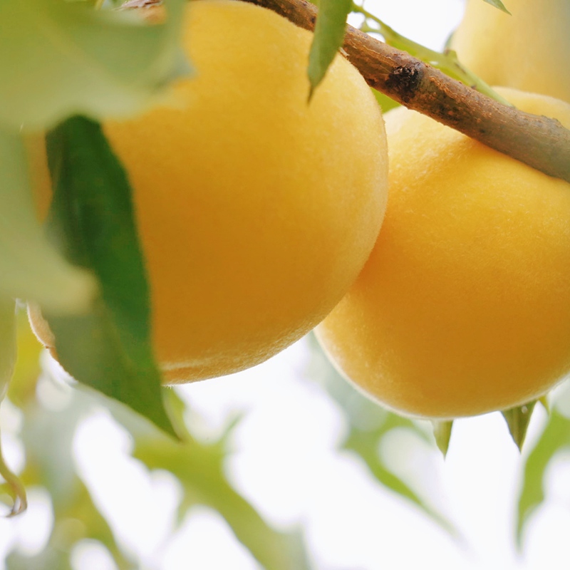 梨樹鎮新寨社區的黃桃種植基地里,一顆顆碩大的黃桃掛滿枝頭 周禹杉 攝.jpg