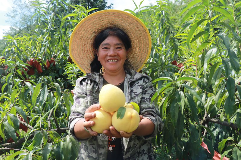 朱昌鎮青杠村黃桃基地迎來豐收季  農戶正在采摘馬諾楠 攝